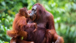 Monikulttuurinen Malesia